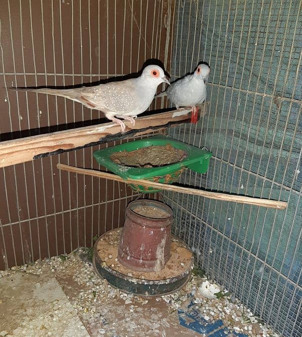 Dove pair for sale 2