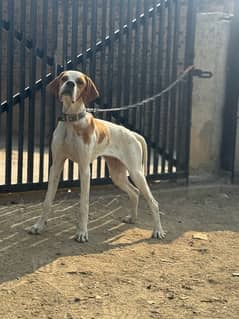 english pointer dog