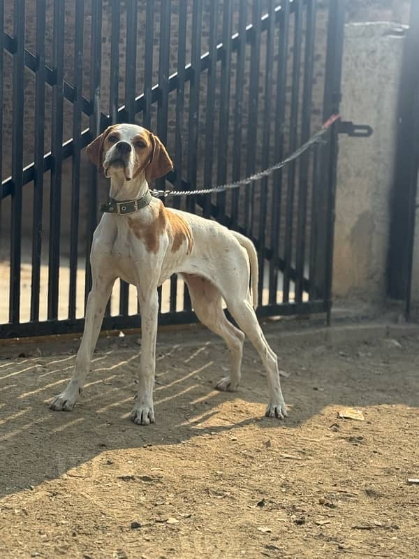 english pointer dog 0