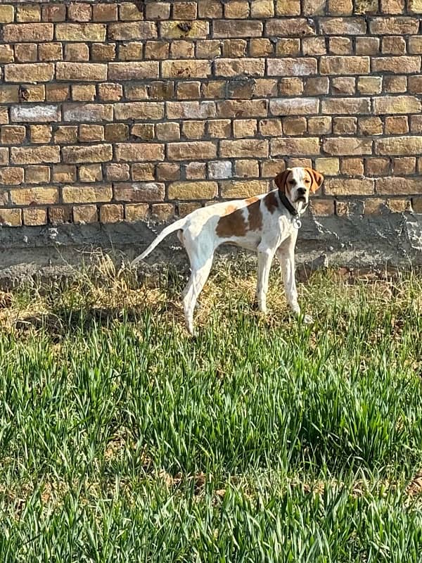 english pointer dog 1