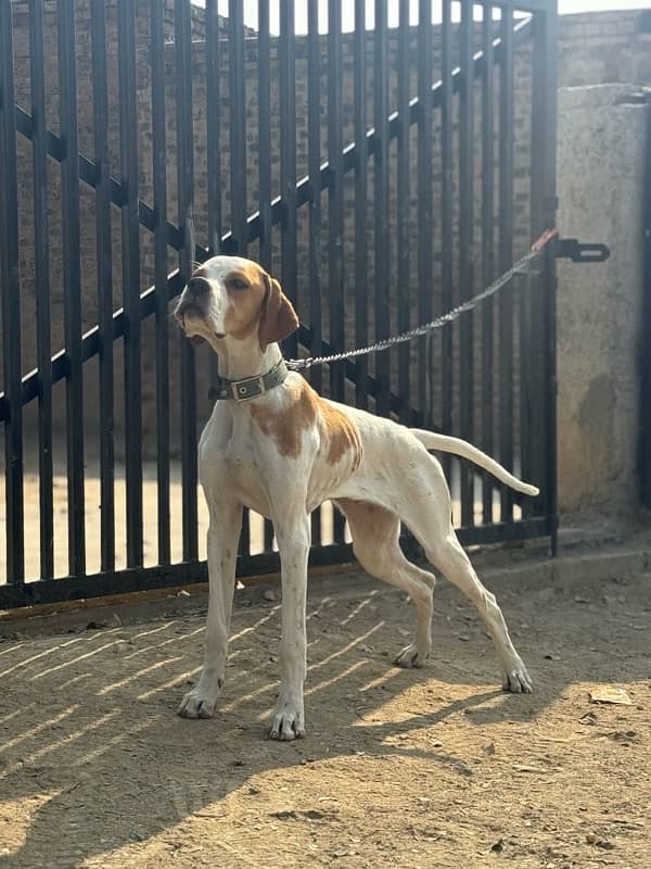 english pointer dog 2