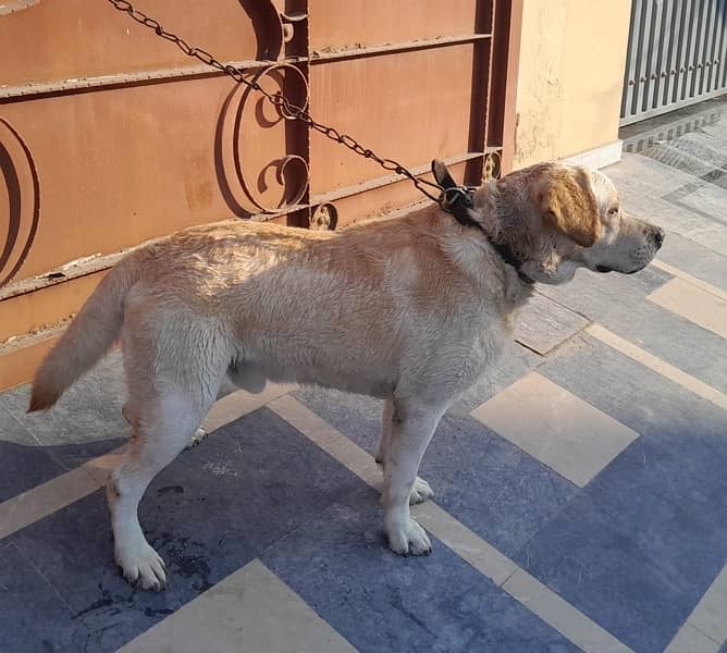 English Labrador Reteriver Male 0