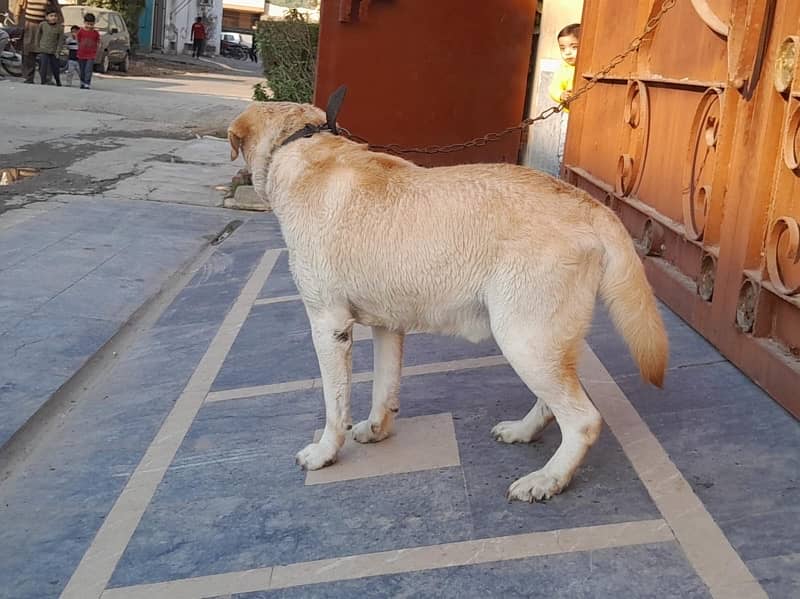 English Labrador Reteriver Male 1