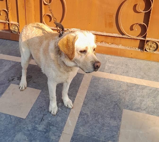 English Labrador Reteriver Male 2