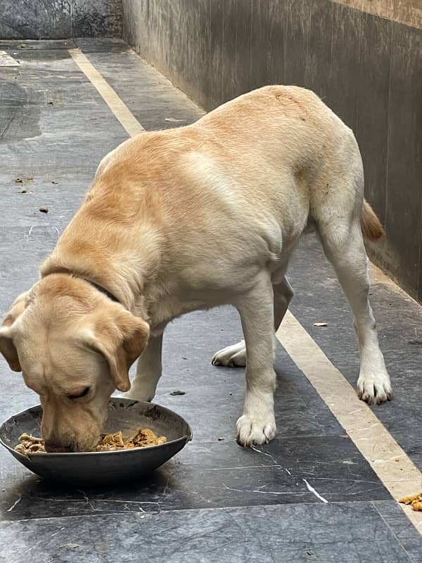 English Labrador Reteriver Male 3