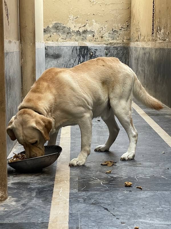 English Labrador Reteriver Male 4