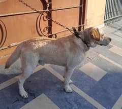 English Labrador Reteriver Male