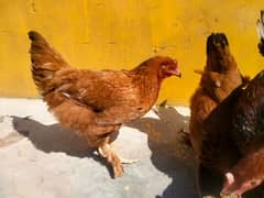 golden buff egg laying hens