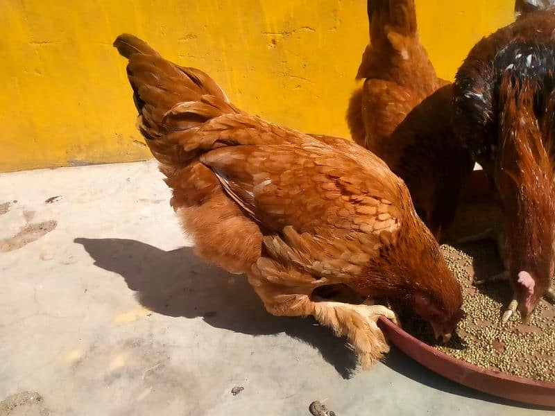 golden buff egg laying hens 1