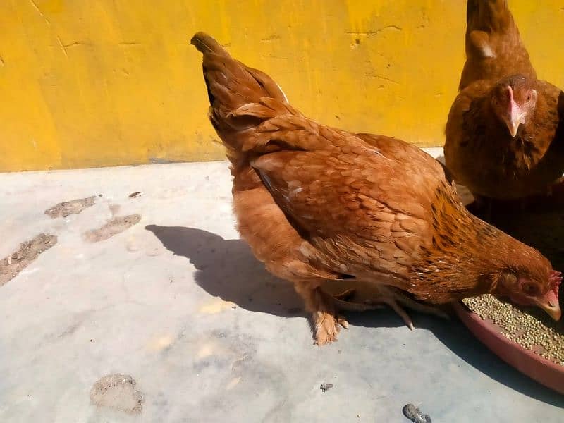 golden buff egg laying hens 2