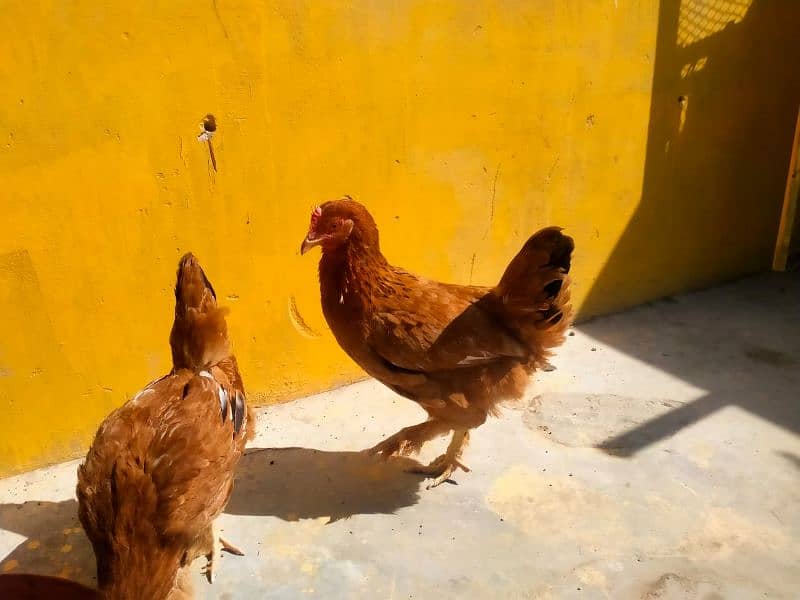 golden buff egg laying hens 4