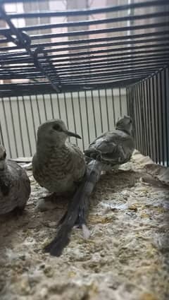 Cap Doves(young chicks)