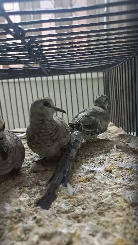 Cap Doves(young chicks) 0