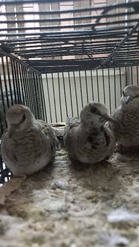 Cap Doves(young chicks) 1