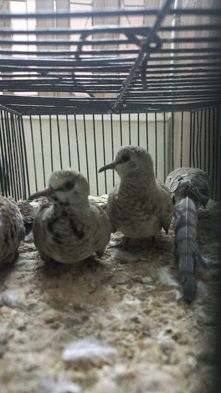 Cap Doves(young chicks) 2