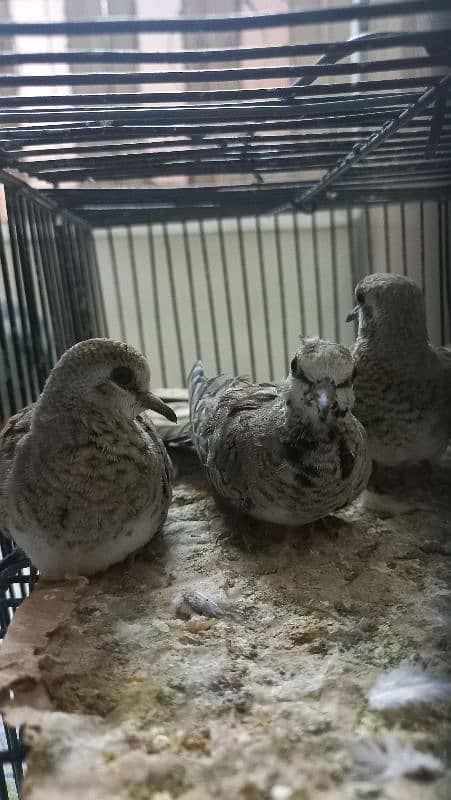 Cap Doves(young chicks) 3