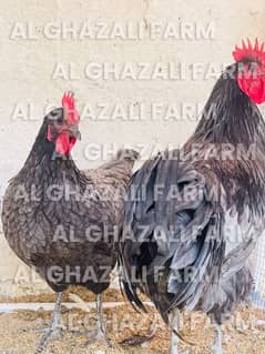 Blue Australorp  Heritage & Wyandotte Fertile Eggs