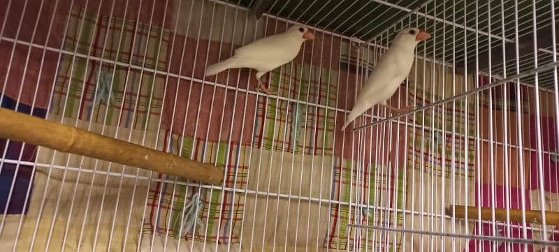 Cage and Java bird for sale 2