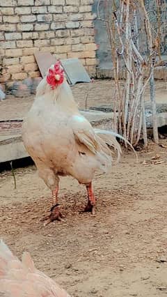 white Aseel main Wali breeders