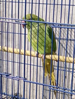 Green parrot for sale only 3500 final