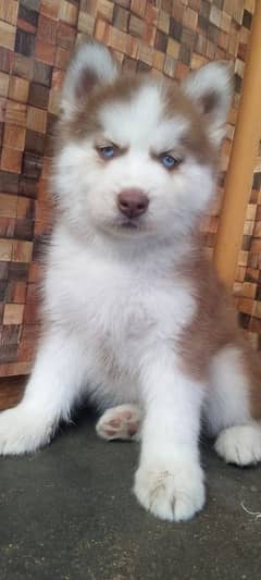 Siberian husky female pup