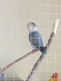 Breeder Love Bird for sale