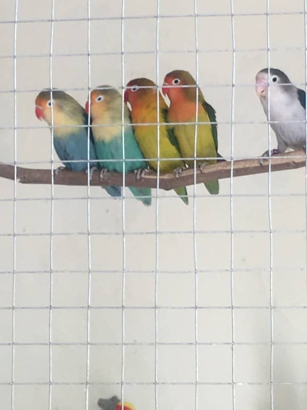 Breeder Love Bird for sale 1