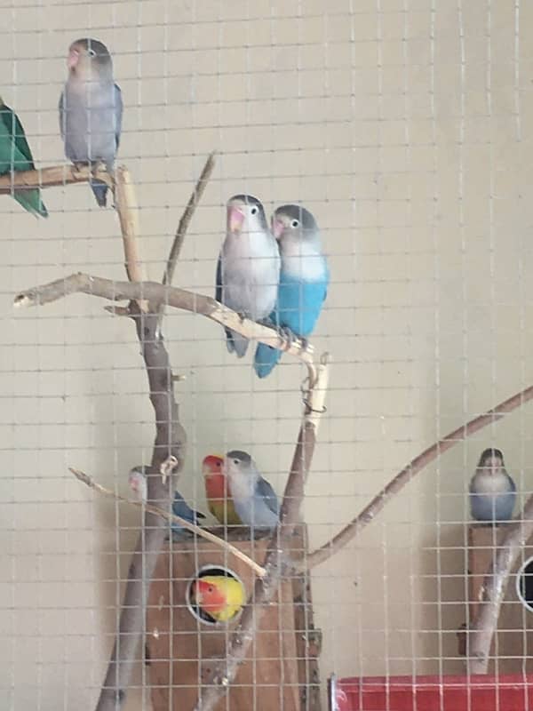 Breeder Love Bird for sale 2