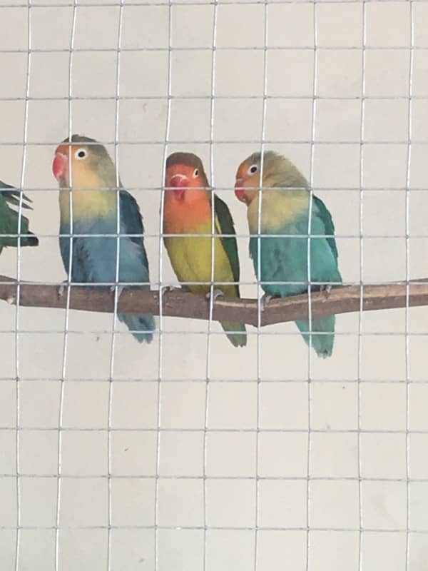 Breeder Love Bird for sale 3