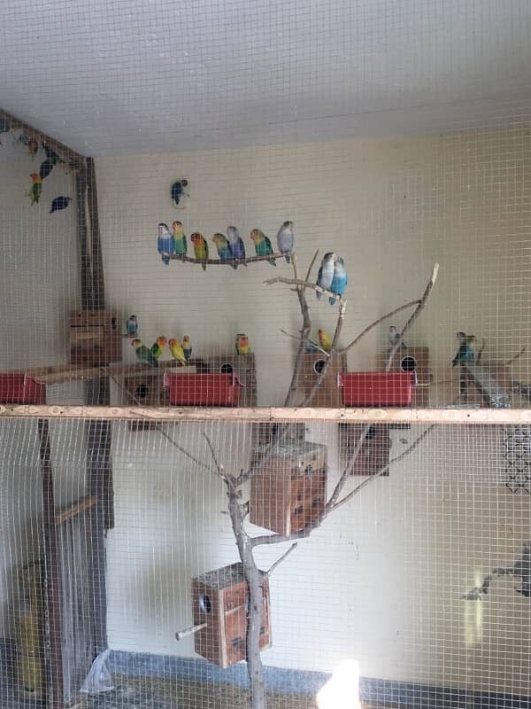 Breeder Love Bird for sale 5