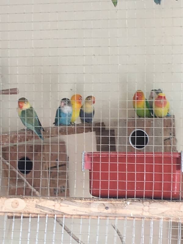 Breeder Love Bird for sale 6