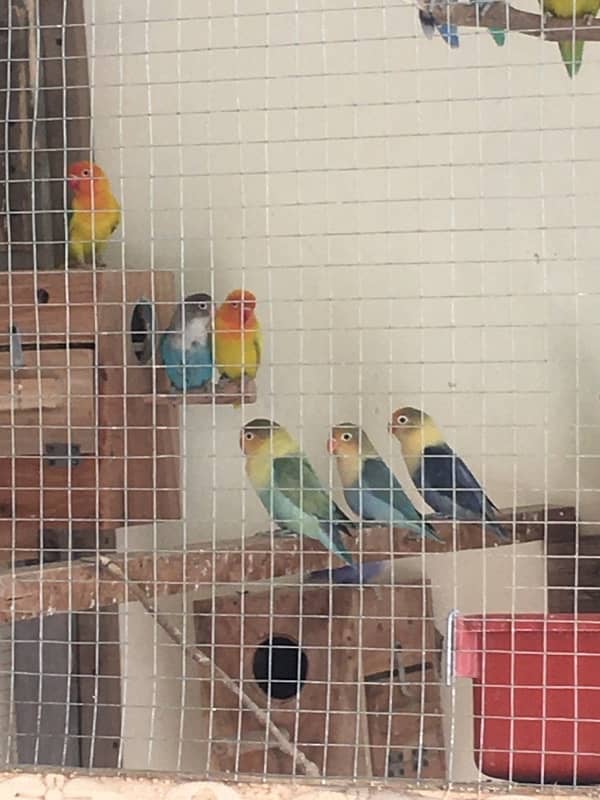 Breeder Love Bird for sale 7