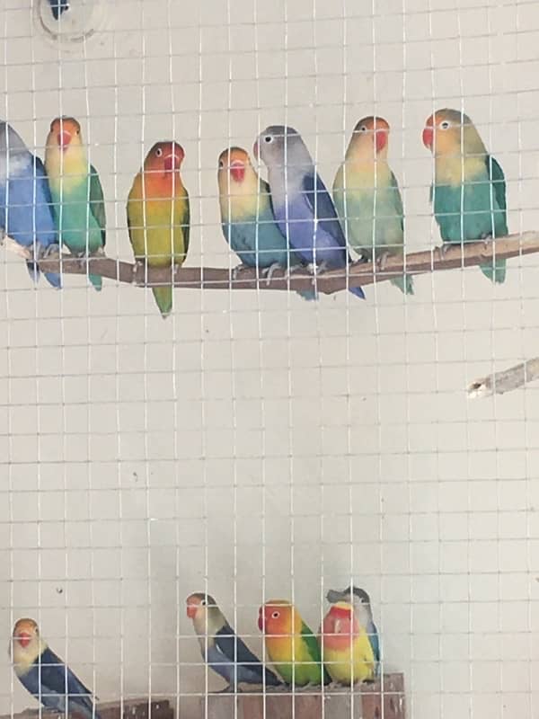 Breeder Love Bird for sale 8