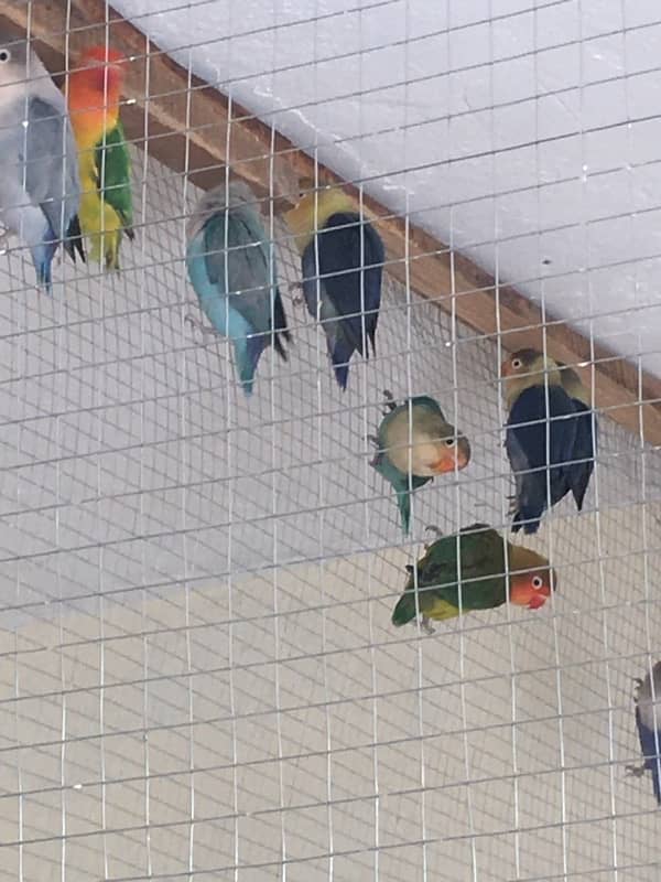 Breeder Love Bird for sale 9