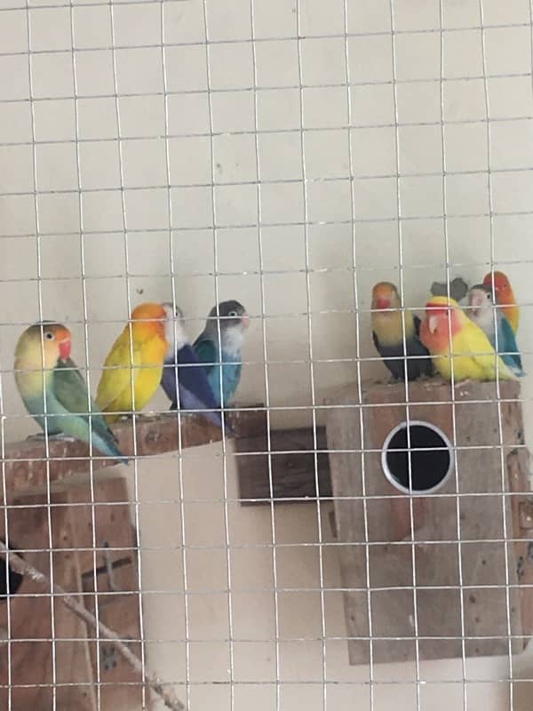 Breeder Love Bird for sale 10