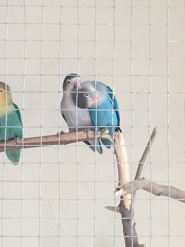 Breeder Love Bird for sale 12