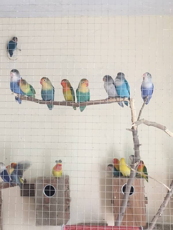 Breeder Love Bird for sale 13