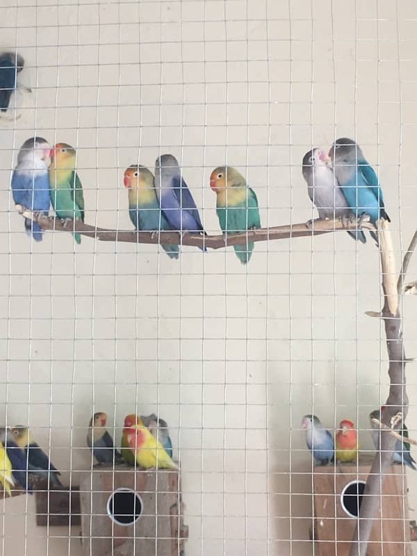 Breeder Love Bird for sale 14