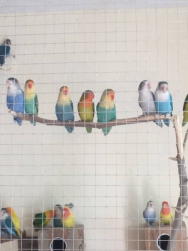 Breeder Love Bird for sale 15