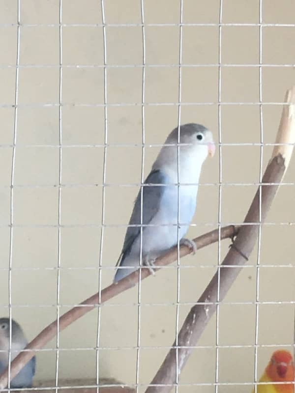 Breeder Love Bird for sale 16