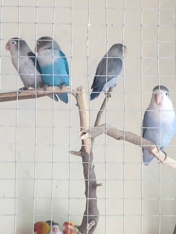 Breeder Love Bird for sale 17