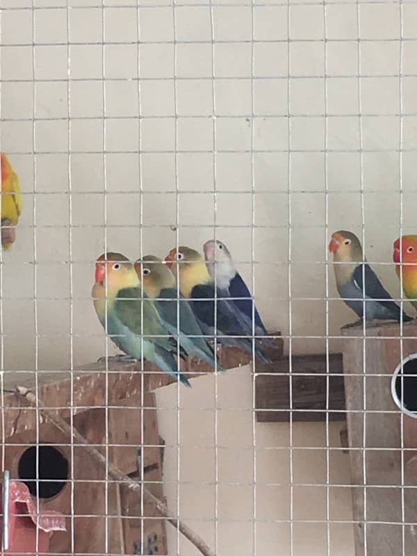 Breeder Love Bird for sale 19