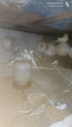 Breeding Karta howa Cocktail Parrot Pair For sale