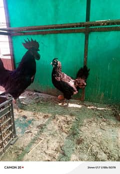 Ayam Cemani Hen Pair