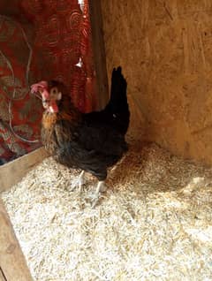 one female are available heathly and acvied egg laying hai