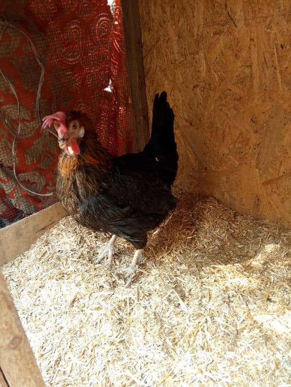 one female are available heathly and acvied egg laying hai 0