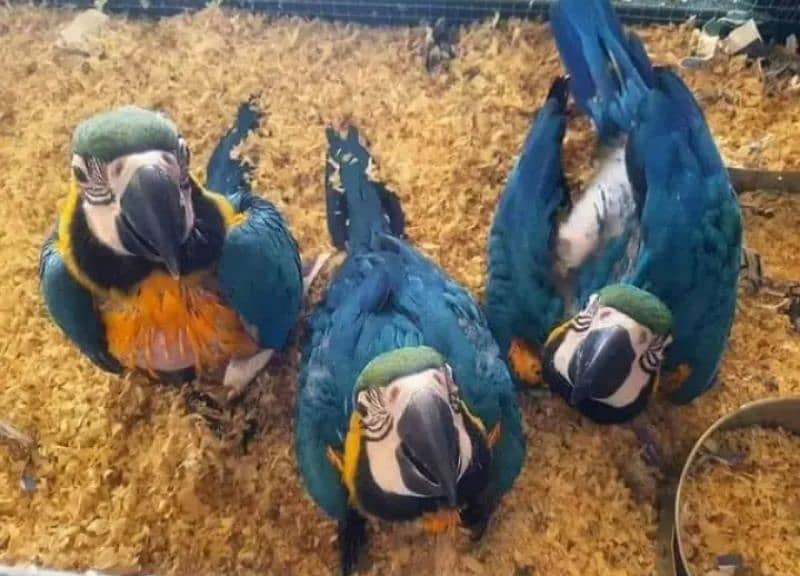 blue and gold macaw chicks for sale 1