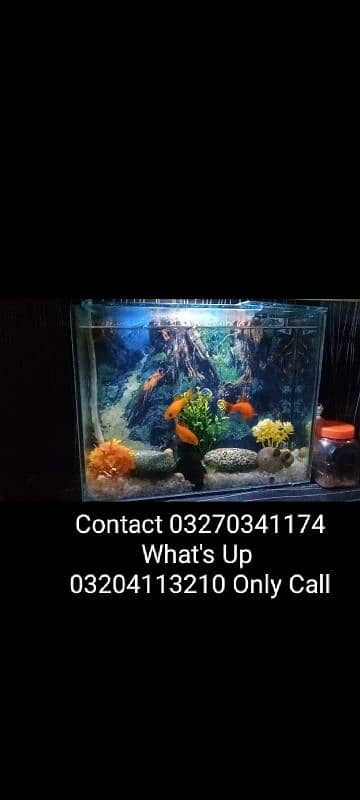 Very Go0d Condition 2 Aquarium For Sale Bigg Size And Small Size 0