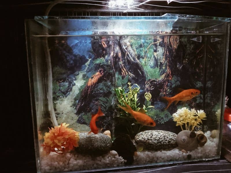 Very Go0d Condition 2 Aquarium For Sale Bigg Size And Small Size 1