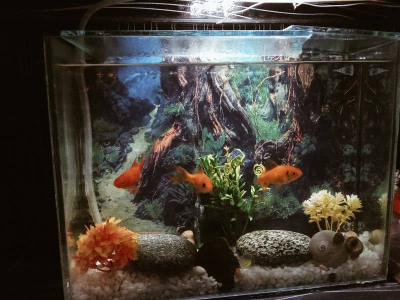 Very Go0d Condition 2 Aquarium For Sale Bigg Size And Small Size 2